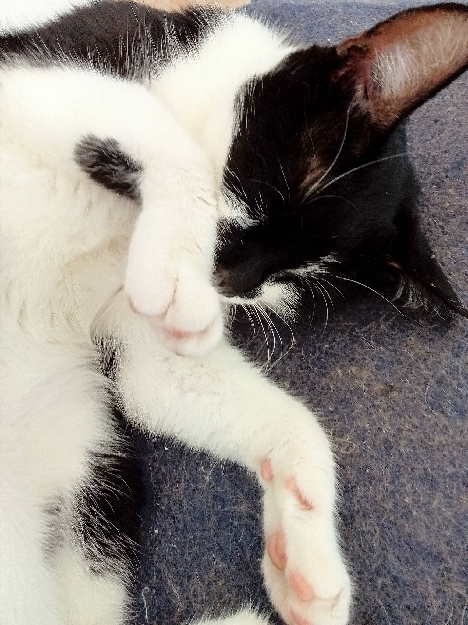 Sépia participe au concours pour gagner de l'argent avec cette photo : carnivore, cat, claw, comfort, domestic_short_haired_cat, felidae, foot, fur, nap, paw, sleep, small_to_medium_sized_cats, snout, tail, whiskers