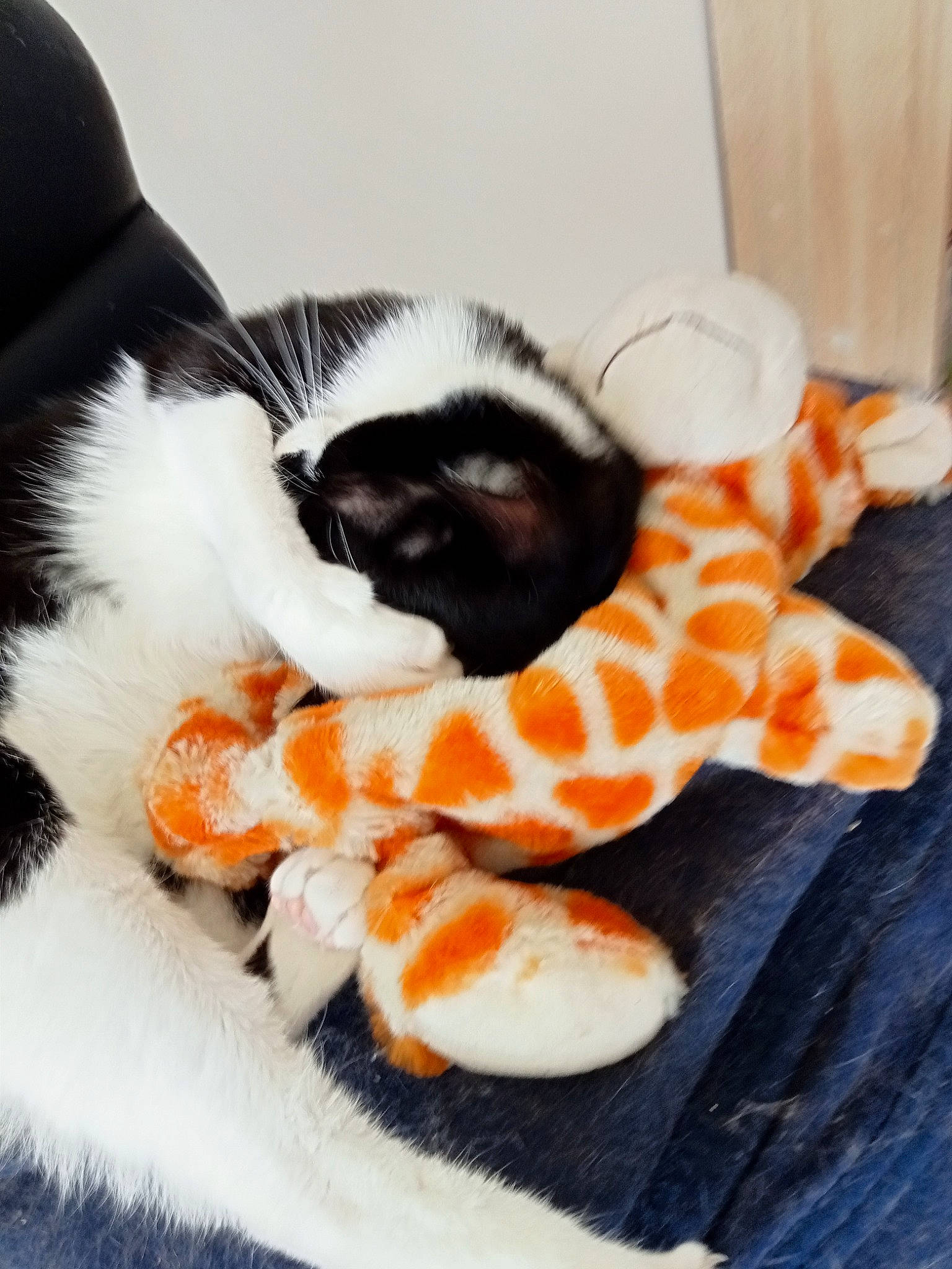 Sépia participe au concours pour gagner de l'argent avec cette photo : carmine, carnivore, cat, claw, comfort, companion_dog, fawn, felidae, fur, pattern, paw, small_to_medium_sized_cats, tail, terrestrial_animal, toy, whiskers