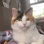 Lilly is registered to the contest to win money with this photo: cat, calico_cat, pet, green_eyes, fur, paws, whiskers, nose, ears, portrait, close_up, indoor, cozy, blanket, bedding, window, sunlight, home, wall_art, relaxed