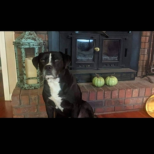 Desiel is registered to the contest to win money with this photo: canidae, carnivore, comfort, companion_dog, darkness, dog, dog_breed, fawn, flooring, metal, natural_foods, non_sporting_group, photo_caption, room, snout, sporting_group, square, television, wood, working_animal