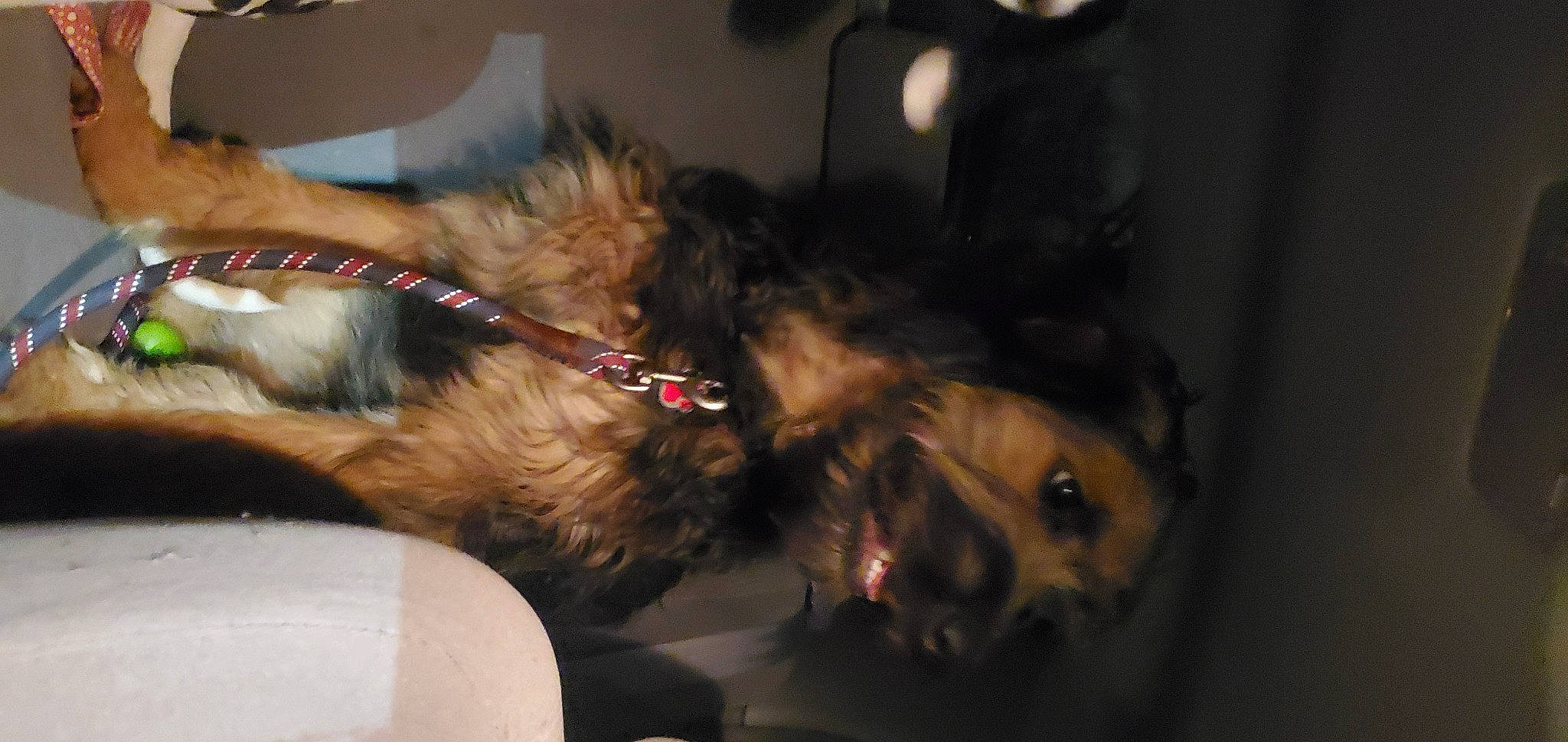 Remy joined the competition — help win amazing prizes! carnivore, collar, companion_dog, dog, dog_breed, dog_collar, ear, felidae, fur, leash, liver, nap, paw, small_terrier, small_to_medium_sized_cats, snout, terrier, whiskers, working_animal, working_terrier