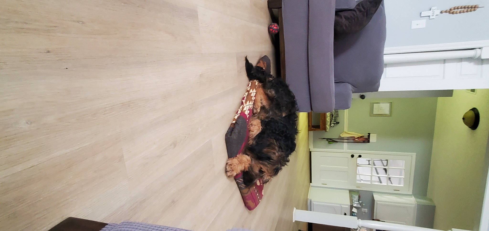 Remy is registered to the contest to win money with this photo: canidae, carnivore, companion_dog, dog, dog_breed, dog_supply, fawn, felidae, flooring, fun, fur, guard_dog, hardwood, pet_supply, room, small_to_medium_sized_cats, sporting_group, tail, wood, working_animal