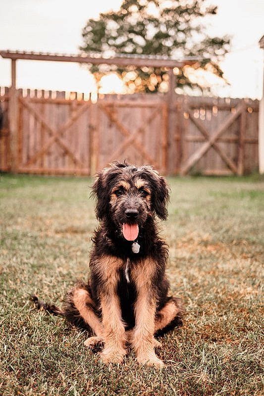 Remy is registered to the contest to win money with this photo: canidae, carnivore, companion_dog, dog, dog_breed, fence, fur, grass, gun_dog, liver, plant, sky, snout, soil, spaniel, sporting_group, tail, tree, working_animal, working_dog