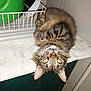 tabby_cat, cat, upside_down, green_eyes, towel, kitchen, dishes, stacked_dishes, curious, feline, resting, indoor, domestic_cat, striped_fur, whiskers, ears, face, pet, animal, cozy