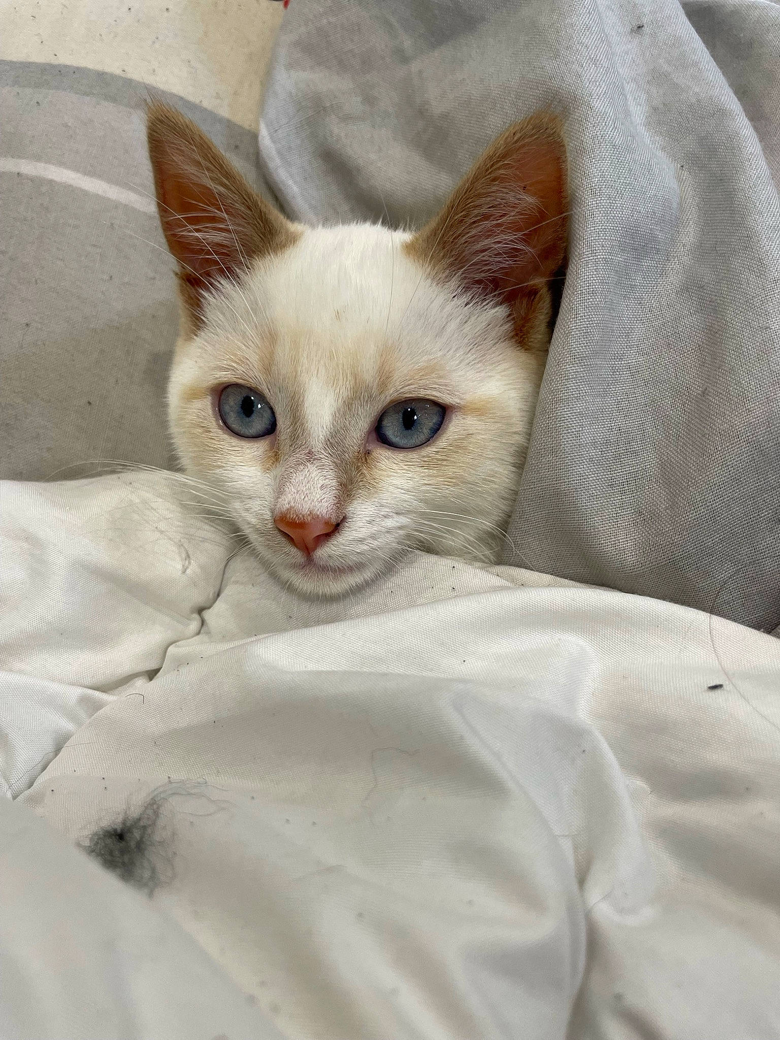 Kaïna participe au concours pour gagner de l'argent avec cette photo : carnivore, cat, claw, comfort, domestic_short_haired_cat, ear, eye, fawn, felidae, fur, head, paw, small_to_medium_sized_cats, snout, tail, terrestrial_animal, whiskers, window