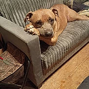 Ace joined the competition — help win amazing prizes! dog, pet, brown_dog, lying_down, sleepy, relaxed, paw, face, portrait, indoor, living_room, armchair, couch, corduroy, blanket, cozy, home, floor, furniture, photography