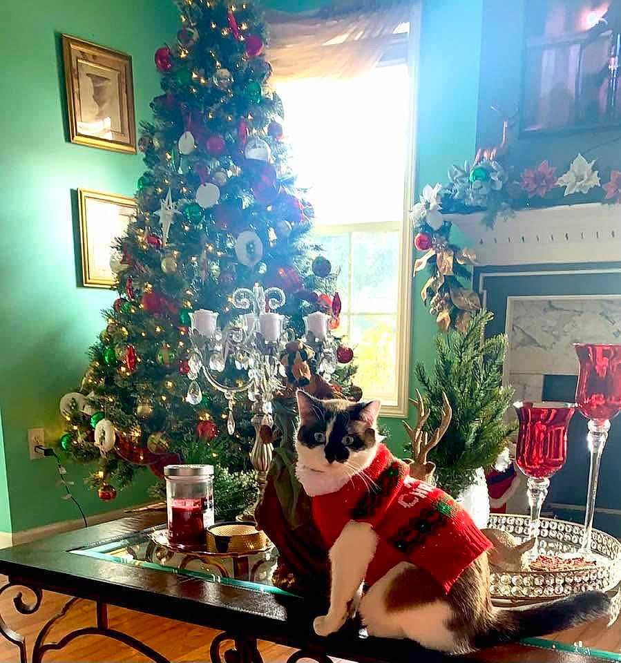 Cherry is registered to the contest to win money with this photo: cat, christmas_tree, holiday_sweater, living_room, decorations, candle, glass_table, red_candle_holder, greenery, festive, window, ornaments, cozy, holiday, interior, furniture, pet, christmas, seasonal, celebration