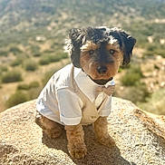 Marty is registered to the contest to win money with this photo: adorable, animal, bow_tie, clothing, cute, daylight, dog, fur, landscape, mountain, nature, outdoor, pet, portrait, rock, scenic, sitting, small_dog, sunlight, white_shirt