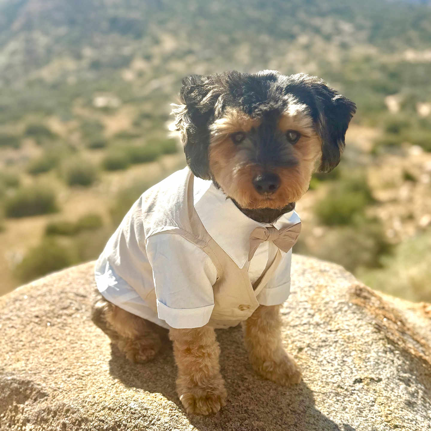 Marty is registered to the contest to win money with this photo: adorable, animal, bow_tie, clothing, cute, daylight, dog, fur, landscape, mountain, nature, outdoor, pet, portrait, rock, scenic, sitting, small_dog, sunlight, white_shirt