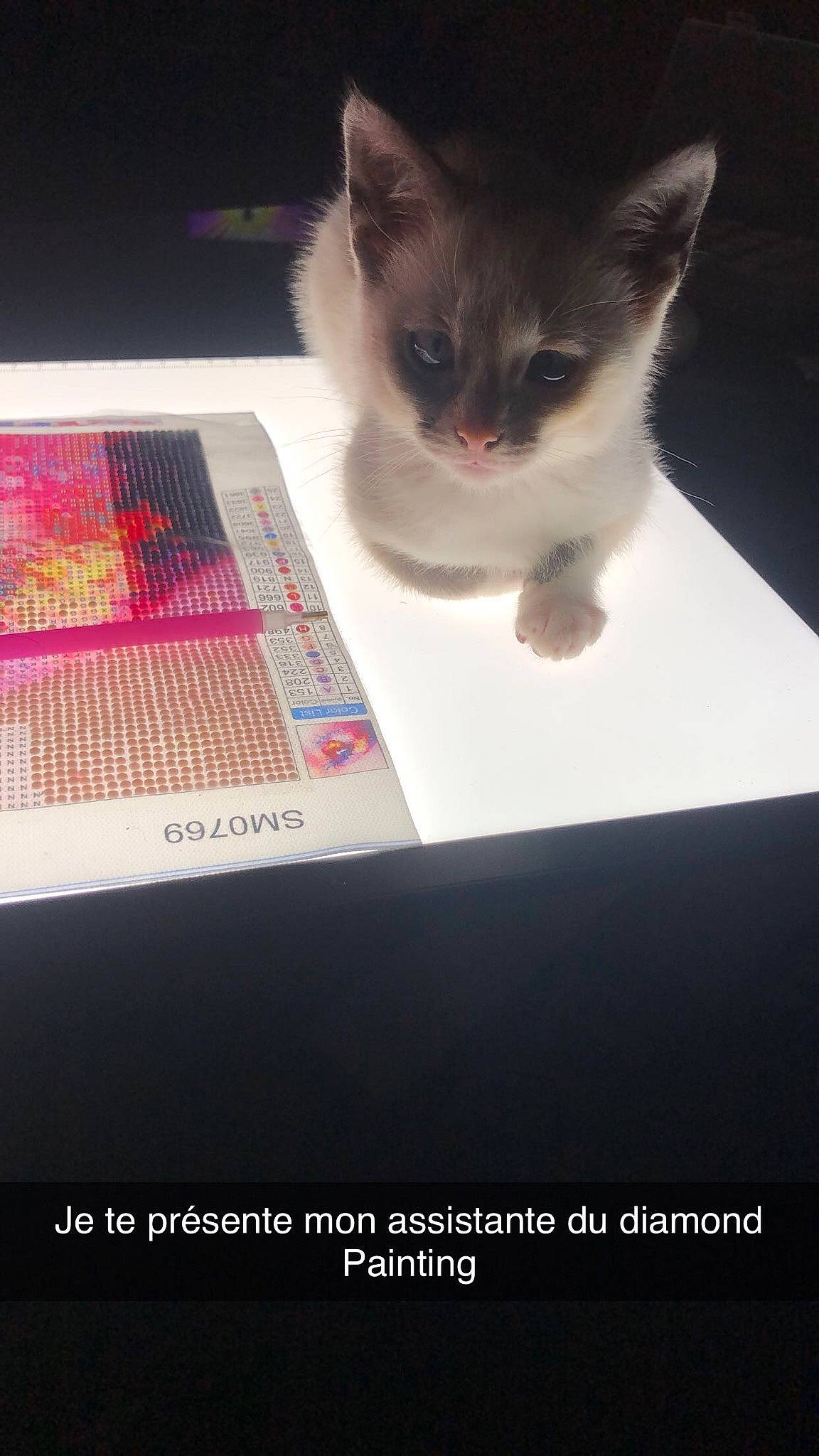 Yüna a rejoint le concours — aidez-le/la à gagner de superbes lots ! box, carmine, carnivore, cat, display_device, domestic_short_haired_cat, felidae, font, fur, gadget, magenta, output_device, packaging_and_labeling, paw, pet_supply, rectangle, small_to_medium_sized_cats, snout, tail, whiskers