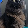 animal, black_cat, cat, close_up, curious, date, digital_clock, domestic_cat, feline, fluffy, fur, indoor, lock_screen, long_hair, pet, phone_screen, portrait, sitting, time, yellow_eyes