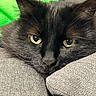 Ben a rejoint le concours — aidez-le/la à gagner de superbes lots ! animal, black_cat, cat, close_up, cozy, cushion, cute, domestic_animal, feline, fur, gray_fabric, green_background, indoors, pet, portrait, relaxed, resting, soft_texture, whiskers, yellow_eyes