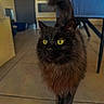 animal, appliance, black_cat, cat, chair, curious, cute, domestic_animal, feline, fur, furniture, indoor, kitchen, mammal, pet, tail, tile_floor, walking, whiskers, yellow_eyes