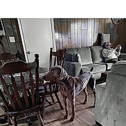 Saint is registered to the contest to win money with this photo: dog, person, living_room, couch, wooden_chair, wooden_table, flooring, wood_panel_wall, phone, glasses, pillow, tablecloth, collar, indoor, furniture, senior, seated, relaxing, brown_dog, casual_clothing