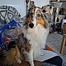 dog, sheltie, long_hair, fluffy, blue_eyes, tri_color, sitting, portrait, pet, indoor, living_room, sofa, cat_tree, furniture, radiator, floor_tiles, home, animal, facial_expression, photography
