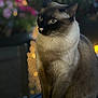 animal, blue_eyes, blurred_background, bokeh, calm, cat, close_up, cute, feline, flower, fur, indoor, lighting, night, pet, plant, portrait, siamese_cat, sitting, whiskers