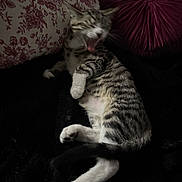 Diesel joined the competition — help win amazing prizes! cat, kitten, yawning, tabby_cat, striped_fur, white_paws, tail, pillow, floral_pillow, round_pillow, black_blanket, cozy, indoor, low_light, blurred_face, lying_down, relaxed, pet, fur, home