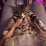 Diesel joined the competition — help win amazing prizes! cat, tabby_cat, pet, belly, paws, fur, knees, legs, hands, human, lap, sleeping, relaxed, cozy, indoor, bedroom, pink_lighting, mirror, decor, striped