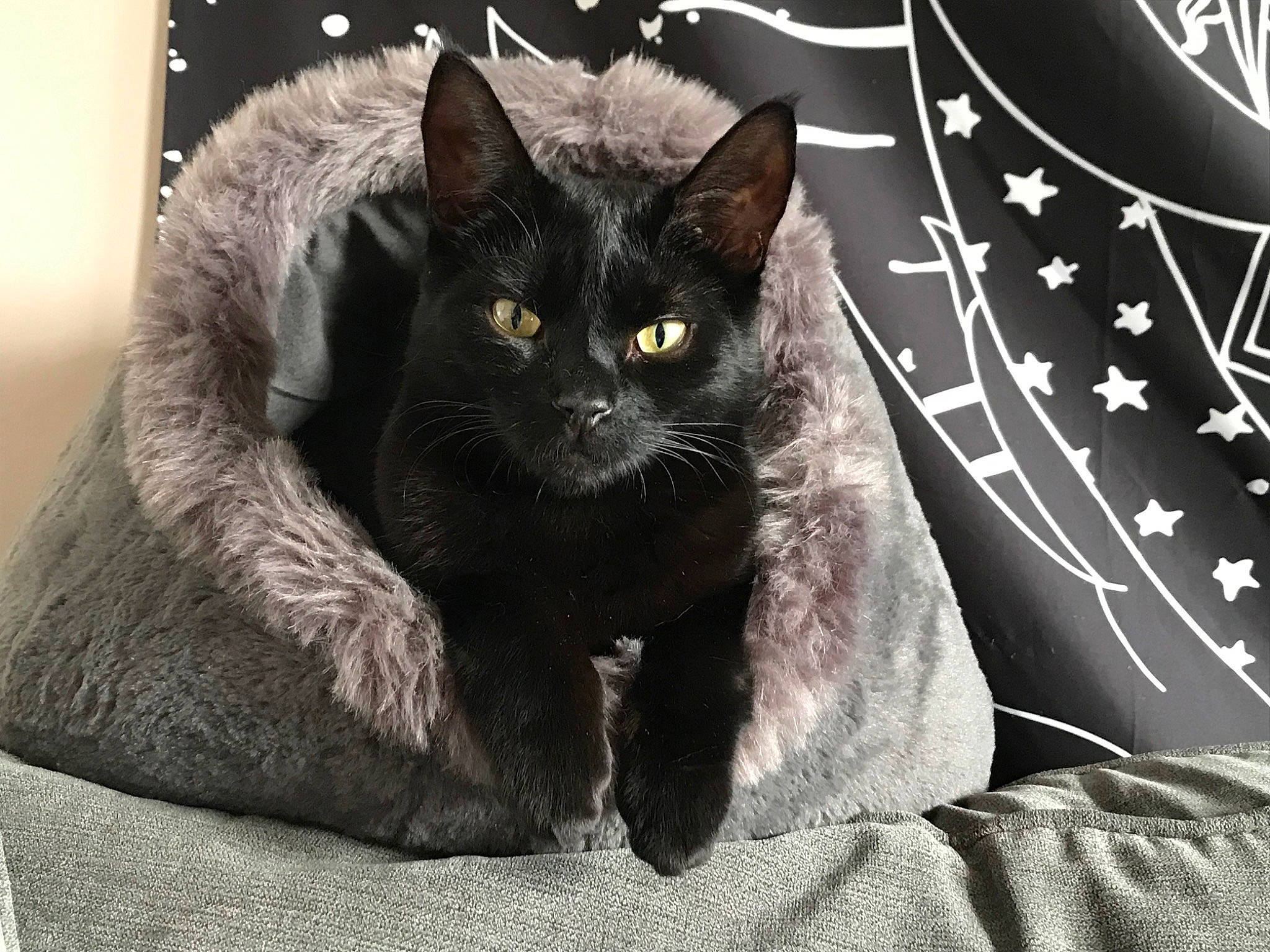 Bose is registered to the contest to win money with this photo: black_cat, bombay, carnivore, cat, comfort, darkness, domestic_short_haired_cat, felidae, font, fur, grey, monochrome, monochrome_photography, paw, sitting, small_to_medium_sized_cats, snout, tail, tree, whiskers