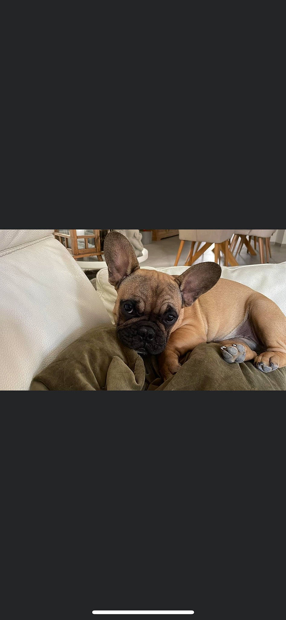 Simone a rejoint le concours — aidez-le/la à gagner de superbes lots ! bulldog, canidae, carnivore, comfort, companion_dog, dog, dog_breed, dog_supply, ear, fawn, linens, pug, reflex_camera, sitting, snout, sporting_group, toy_dog, whiskers, working_animal, wrinkle