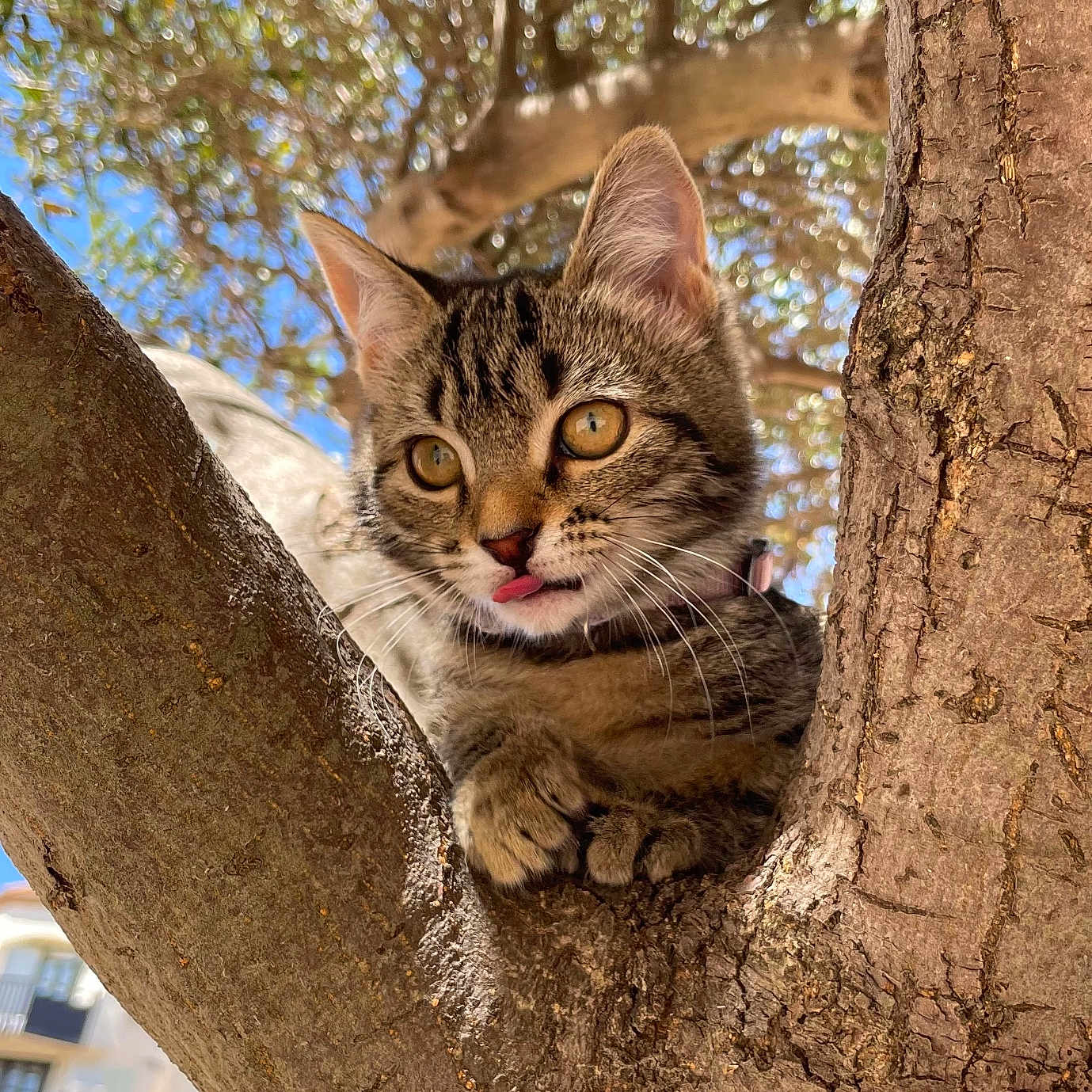 Nala participe au concours pour gagner de l'argent avec cette photo : abyssinian, animal, bodypart, cat, face, head, kitten, manx, mouth, outdoors, person, pet, photography, plant, portrait, rock, tree, treetrunk, vegetation, wood
