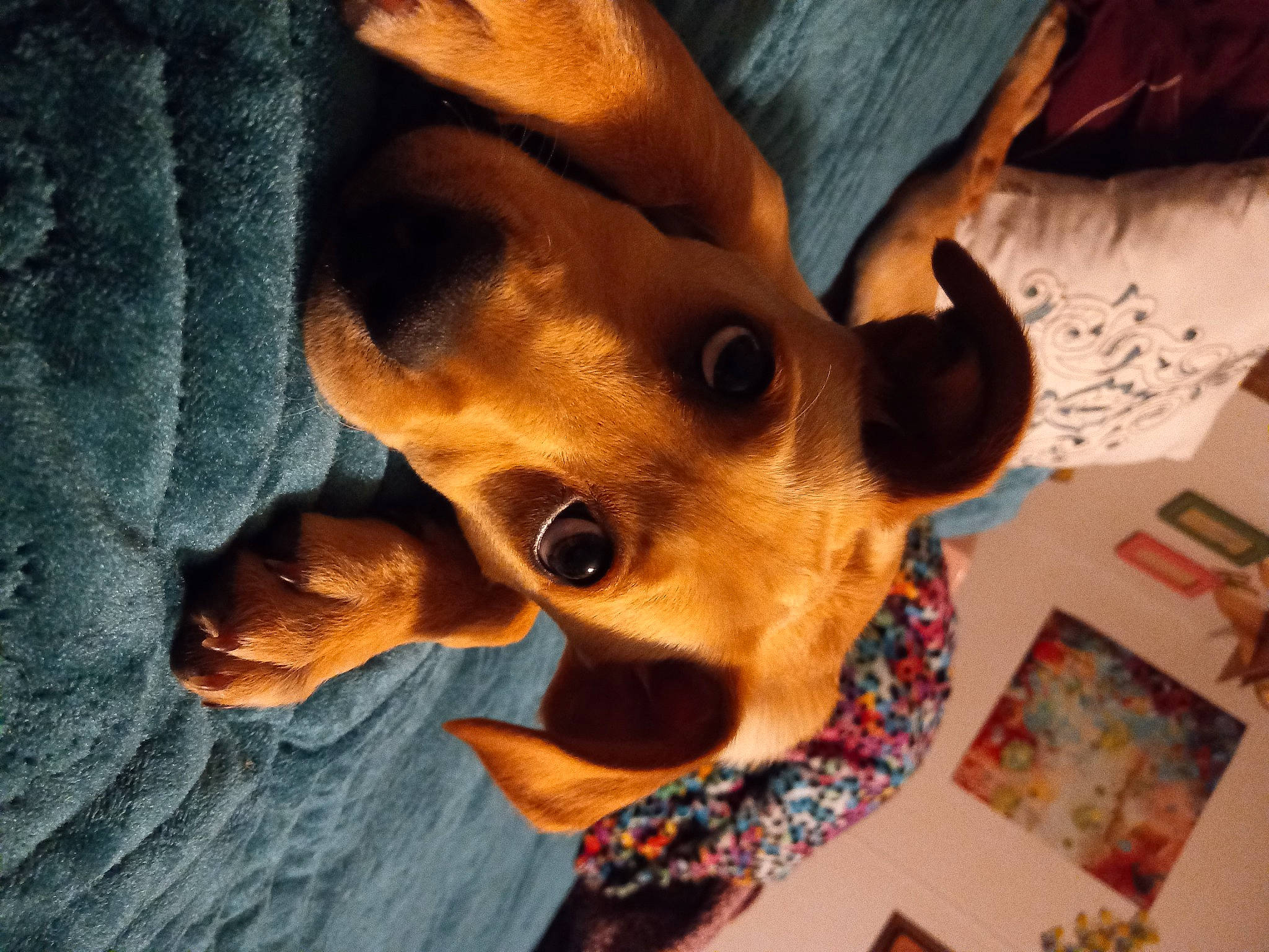 Daisy joined the competition — help win amazing prizes! art, canidae, carnivore, comfort, companion_dog, dog, dog_breed, ear, fawn, non_sporting_group, snout, sporting_group, toy_dog, visual_arts, whiskers, wood, working_animal