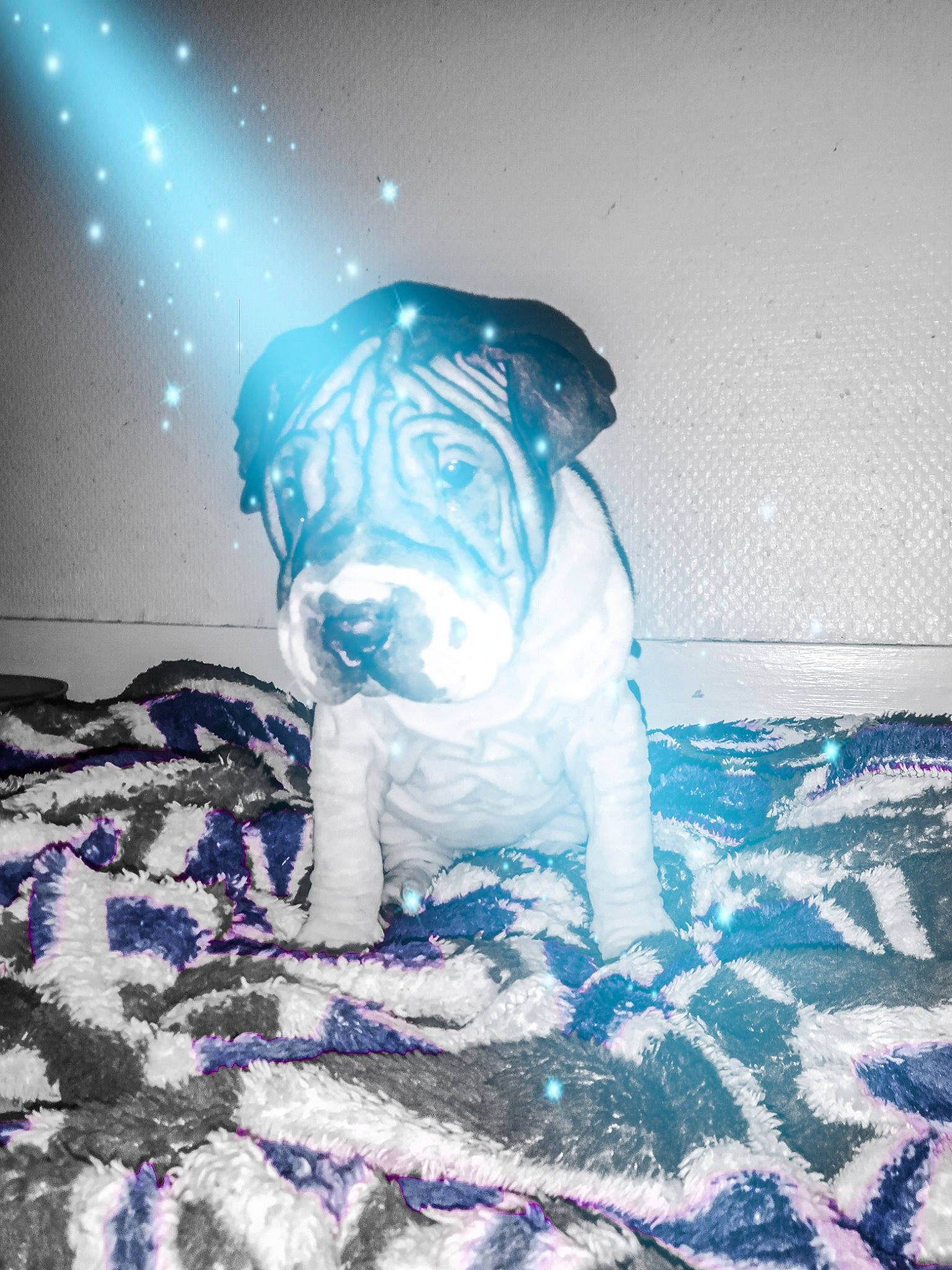 Riya participe au concours pour gagner de l'argent avec cette photo : bulldog, canidae, carnivore, companion_dog, darkness, dog, dog_breed, dog_clothes, dog_supply, electric_blue, fawn, magenta, personal_protective_equipment, pug, purple, snout, space, sporting_group, toy_dog, winter