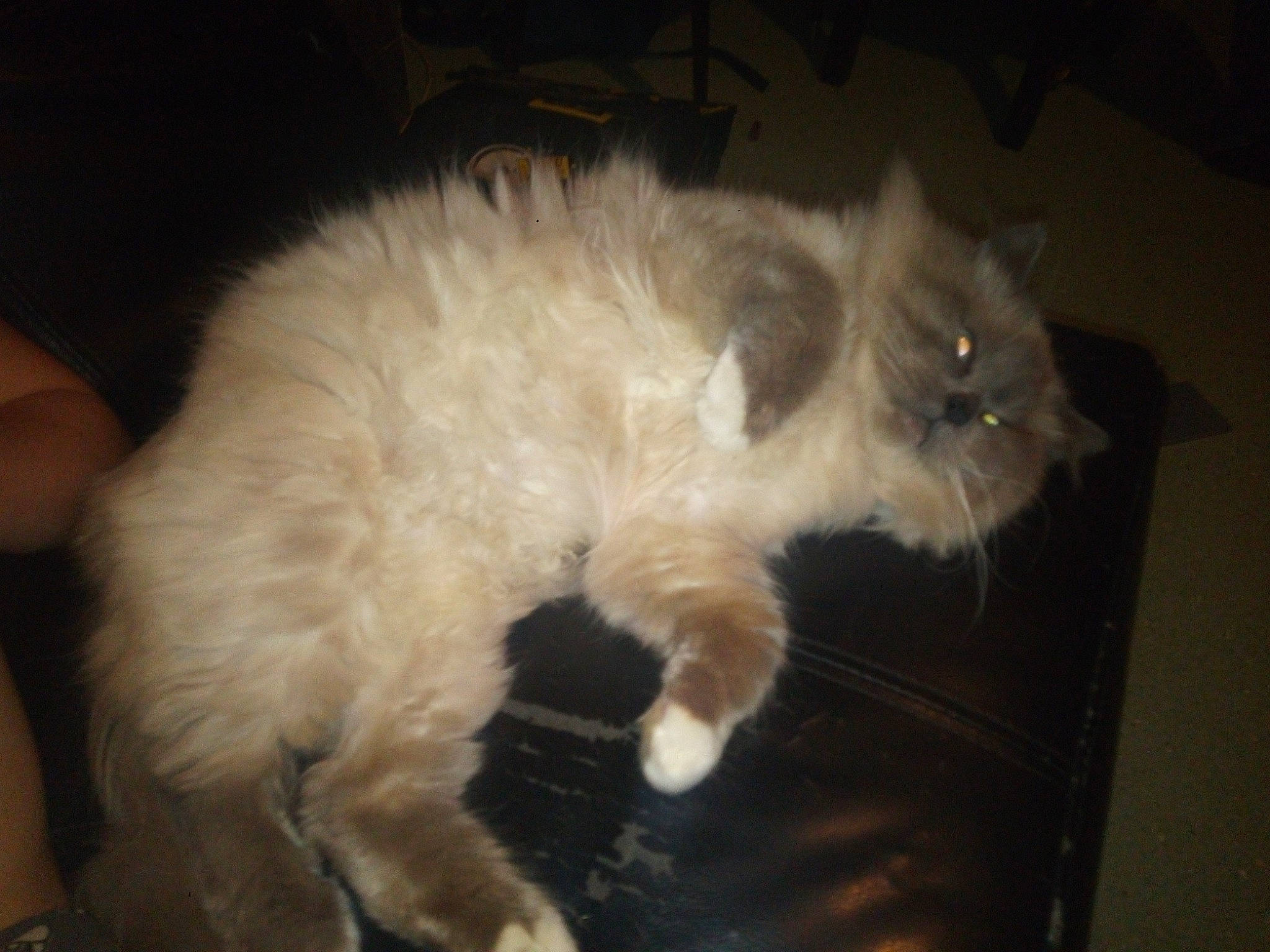 Boonty participe au concours pour gagner de l'argent avec cette photo : american_curl, asian_semi_longhair, british_semi_longhair, carnivore, cat, cymric, domestic_long_haired_cat, fawn, felidae, fur, himalayan, kitten, mammal, norwegian_forest_cat, persian, ragamuffin, ragdoll, small_to_medium_sized_cats, tail, whiskers