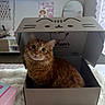 Machito joined the competition — help win amazing prizes! animal, bedroom, blanket, box, cardboard_box, cat, cozy, cute, decor, fluffy, fur, furniture, indoor, looking_up, orange_tabby, pet, playful, sitting, soft, whiskers
