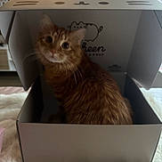 Machito joined the competition — help win amazing prizes! animal, box, cat, closeup, container, cozy, curious, cute, domestic_cat, feline, fur, home, indoor, looking, orange_tabby, pet, portrait, sitting, soft_texture, whiskers