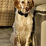 dog, bow_tie, indoor, tile_floor, quilted_blanket, sofa, leather_furniture, pet, sitting, brown_spots, white_fur, ears, tail, home, calm, portrait, animal, furniture, living_room, cute