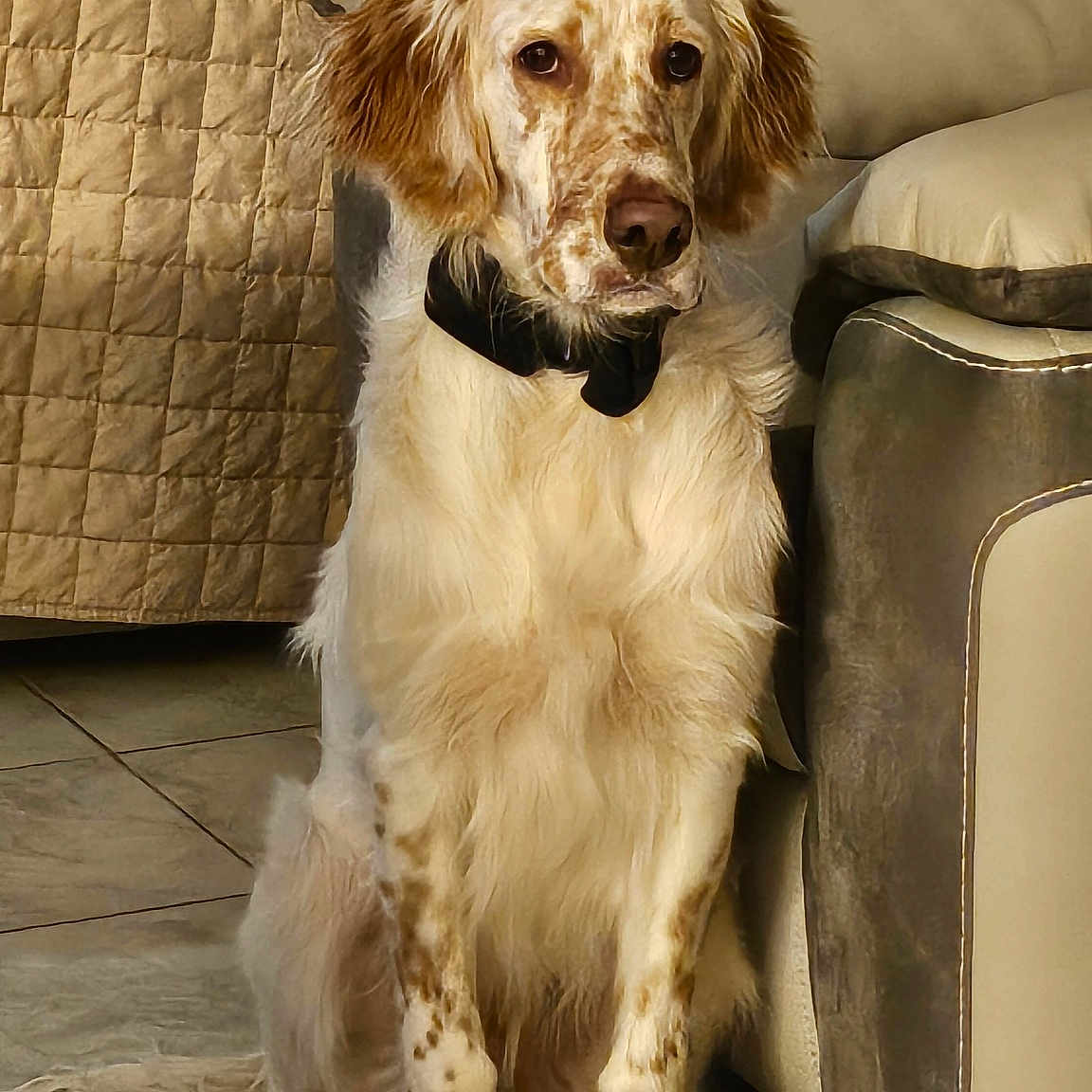 Aldo participe au concours pour gagner de l'argent avec cette photo : animal, bow_tie, brown_spots, calm, cute, dog, ears, furniture, home, indoor, leather_furniture, living_room, pet, portrait, quilted_blanket, sitting, sofa, tail, tile_floor, white_fur