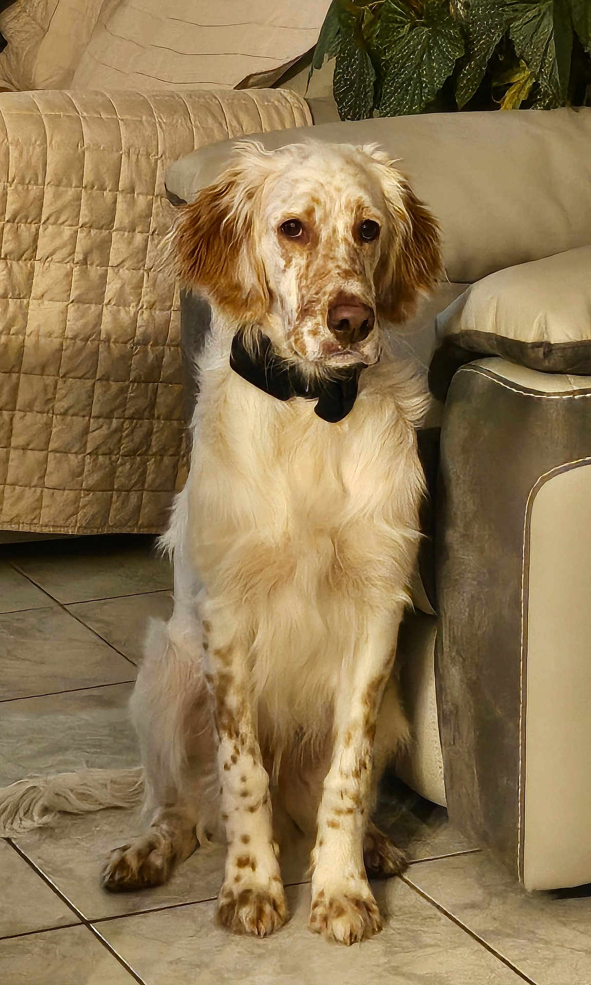 Aldo participe au concours pour gagner de l'argent avec cette photo : dog, bow_tie, indoor, tile_floor, quilted_blanket, sofa, leather_furniture, pet, sitting, brown_spots, white_fur, ears, tail, home, calm, portrait, animal, furniture, living_room, cute