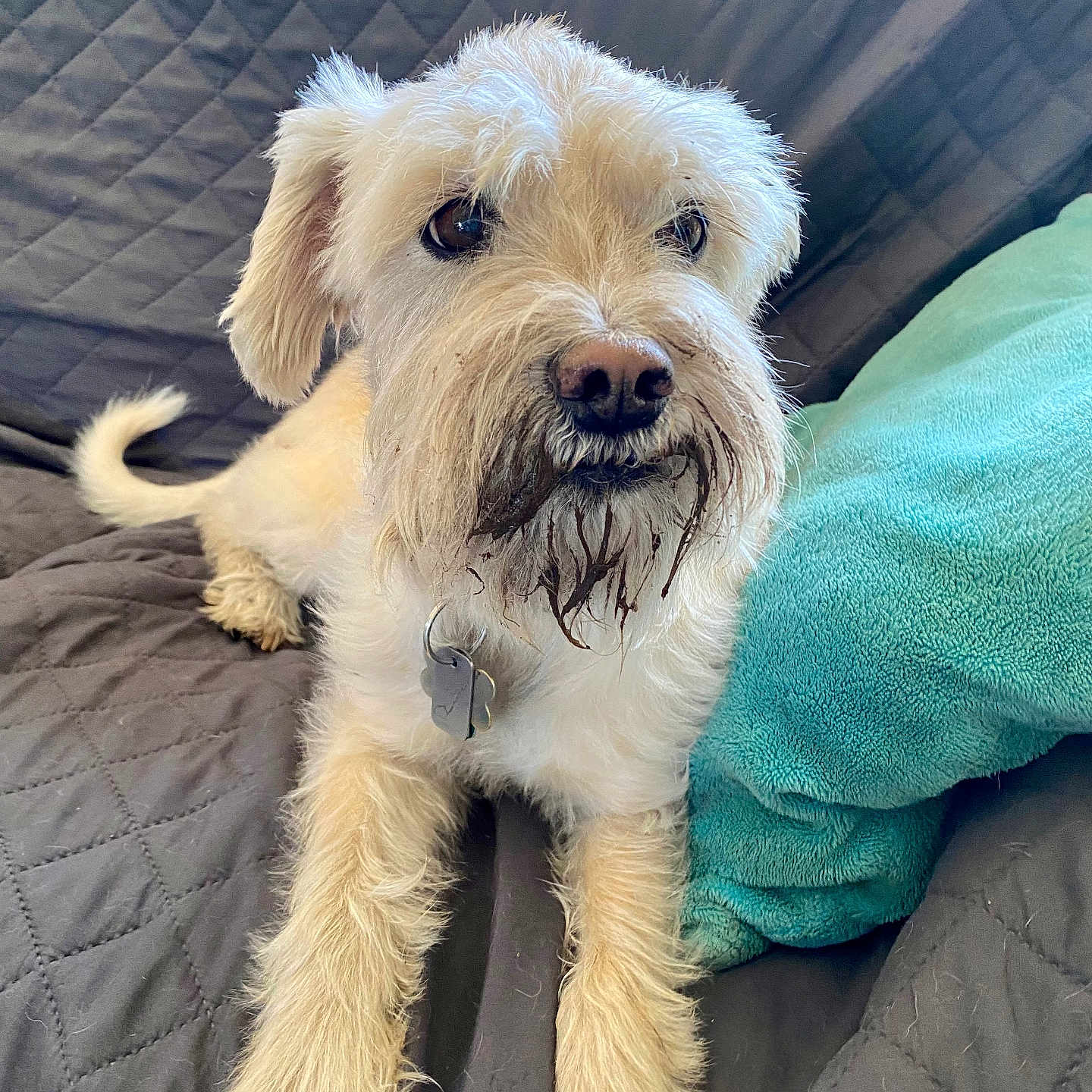 Milesy is registered to the contest to win money with this photo: animal, blanket, canine, couch, cushion, dog, dogbed, furniture, homedecor, pet, pillow, poodle, puppy, terrier, whitedog