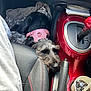 Narla is registered to the contest to win money with this photo: black_dog, blanket, car_interior, car_seat, center_console, cozy, cup_with_straw, dog, dog_harness, drink_cup, gear_shift, gray_dog, handbrake, leather_seat, pet, relaxed, resting_dog, seat_stitching, travel, vehicle