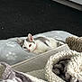 Dolly is registered to the contest to win money with this photo: animal, blanket, carpet, cat, comfort, cozy, cute, domestic, feline, fur, indoor, kitten, paw_print, pet, relaxation, resting, sleepy, soft, texture, young_cat