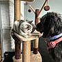 Dolly is registered to the contest to win money with this photo: animal_interaction, canine, cat, cat_tree, closeup, collar, curious, dog, domestic, feline, friendship, fur, harness, indoor, kitten, pet, pet_accessory, playful, scratching_post, soft_light