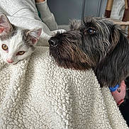 Dolly is registered to the contest to win money with this photo: animal, black, blanket, closeup, companion, cozy, cute, dog, face, friendship, furry, gray, indoor, kitten, pet, relaxed, resting, soft, texture, white