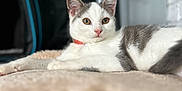 Dolly is registered to the contest to win money with this photo: alert, animal, bed, blanket, brick_wall, carrier, cat, collar, cozy, ears, feline, fur, gray, indoor, nose, paw_print, pet, relaxed, soft, white