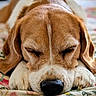 dog, beagle, sleeping, sleepy, resting, close_up, portrait, brown_and_white, floppy_ears, nose, paws, blanket, bed, indoors, cozy, cute, pet, relaxed, floral_pattern, animal