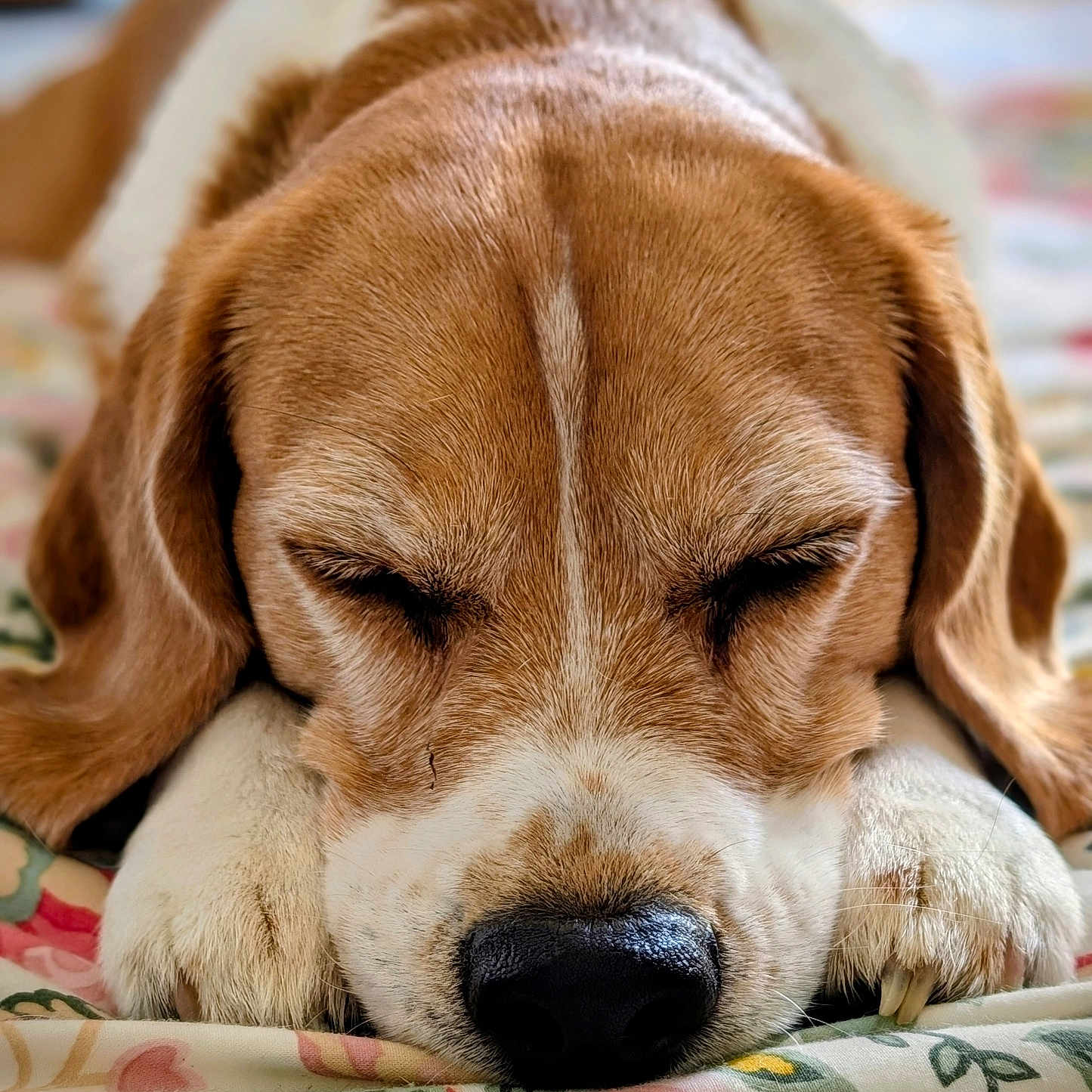 Piya a rejoint le concours — aidez-le/la à gagner de superbes lots ! dog, beagle, sleeping, sleepy, resting, close_up, portrait, brown_and_white, floppy_ears, nose, paws, blanket, bed, indoors, cozy, cute, pet, relaxed, floral_pattern, animal