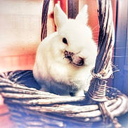Lania participe au concours pour gagner de l'argent avec cette photo : domestic_rabbit, ear, fawn, fur, hare, rabbit, rabbits_and_hares, skin, whiskers