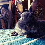 Louny a rejoint le concours — aidez-le/la à gagner de superbes lots ! animal_shelter, car, domestic_rabbit, ear, eye, fawn, fur, hare, nose, organ, organism, plant, rabbit, rabbits_and_hares, skin, sky, snout, whiskers, wildlife