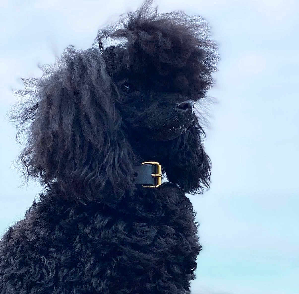 Scarlett a rejoint le concours — aidez-le/la à gagner de superbes lots ! dog, poodle, black_poodle, pet, animal, curly_fur, fur, portrait, close_up, collar, buckle, side_profile, outdoor, sky, muzzle, ears, whiskers, fashionable, regal, adorable
