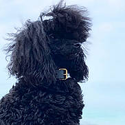Scarlett participe au concours pour gagner de l'argent avec cette photo : dog, poodle, black_poodle, pet, animal, curly_fur, fur, portrait, close_up, collar, buckle, side_profile, outdoor, sky, muzzle, ears, whiskers, fashionable, regal, adorable