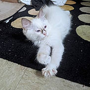 Luna is registered to the contest to win money with this photo: animal, cat, cozy, curious, cute, feline, floor, fur, home, indoor, kitten, laundry, paw, pet, polka_dot, relaxed, resting, rug, stretching, white_fur