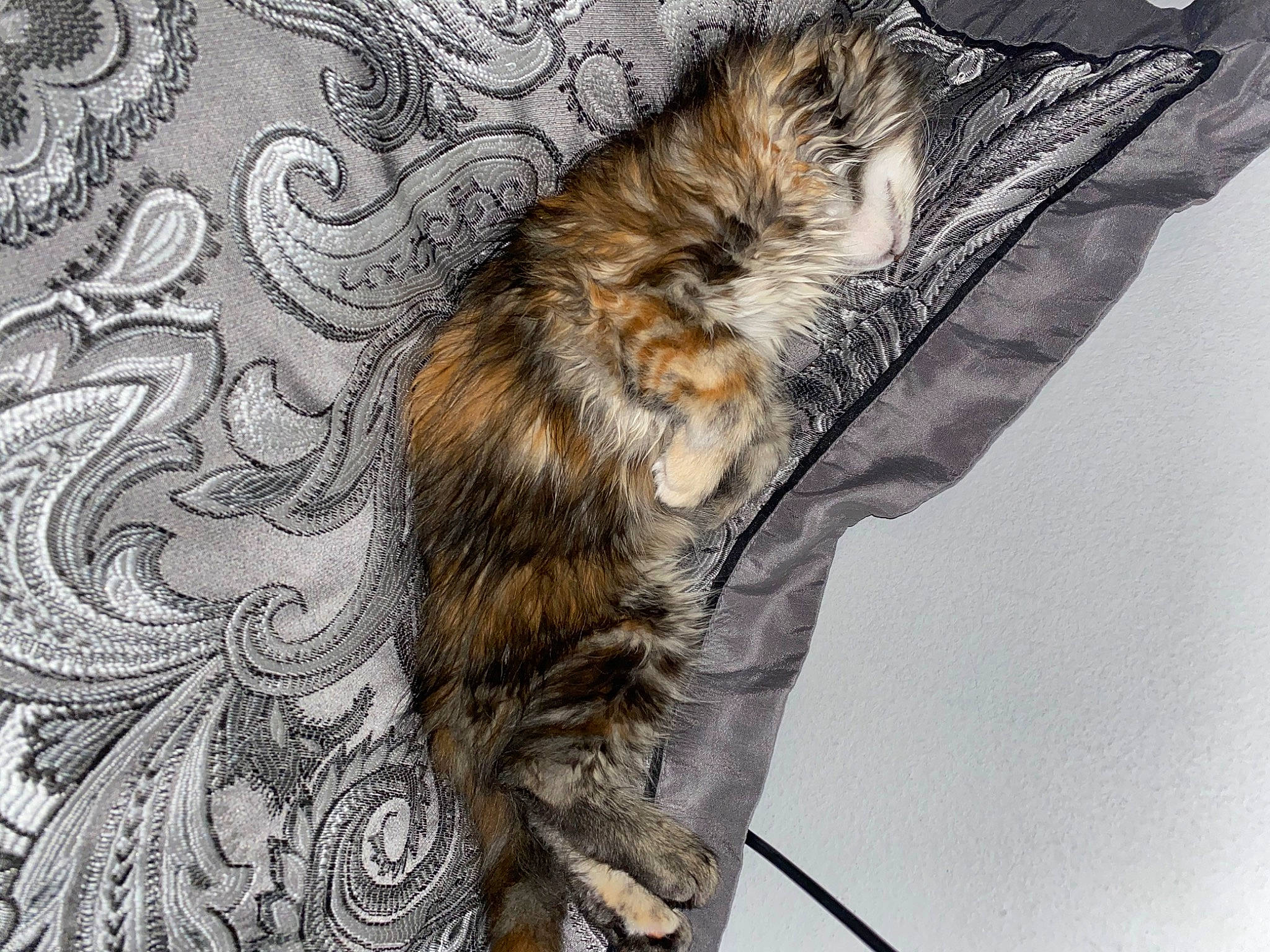 Tula joined the competition — help win amazing prizes! carnivore, cat, domestic_long_haired_cat, domestic_short_haired_cat, dragon_li, european_shorthair, felidae, fur, kitten, kurilian_bobtail, maine_coon, norwegian_forest_cat, pixie_bob, small_to_medium_sized_cats, tabby_cat, tail, whiskers, wild_cat