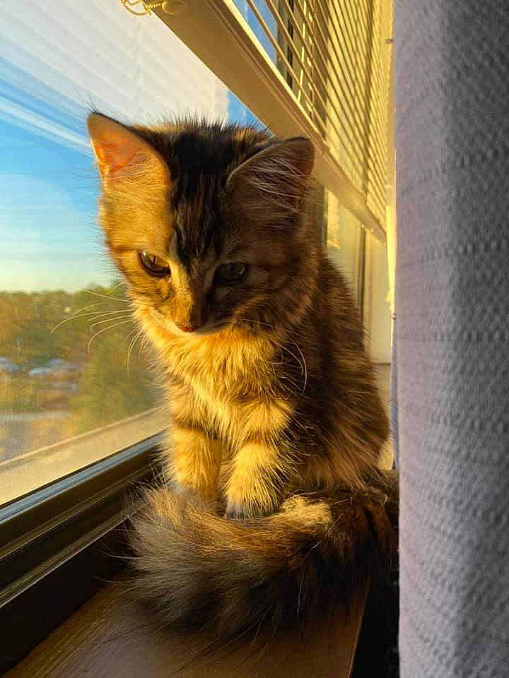 Tula is registered to the contest to win money with this photo: asian, carnivore, cat, domestic_long_haired_cat, domestic_short_haired_cat, european_shorthair, fawn, felidae, fur, kitten, maine_coon, mammal, small_to_medium_sized_cats, snout, somali, tabby_cat, tail, whiskers, window