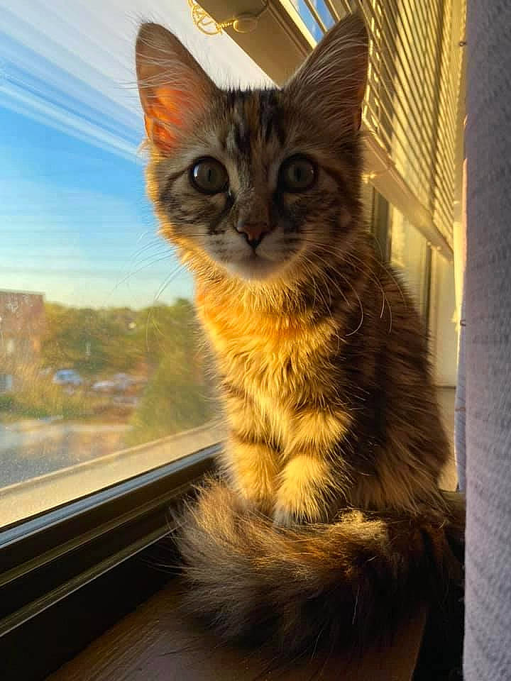 Tula is registered to the contest to win money with this photo: asian, carnivore, cat, domestic_short_haired_cat, ear, european_shorthair, eye, fawn, felidae, fur, kitten, mammal, ojos_azules, sky, small_to_medium_sized_cats, snout, tabby_cat, tail, whiskers, window