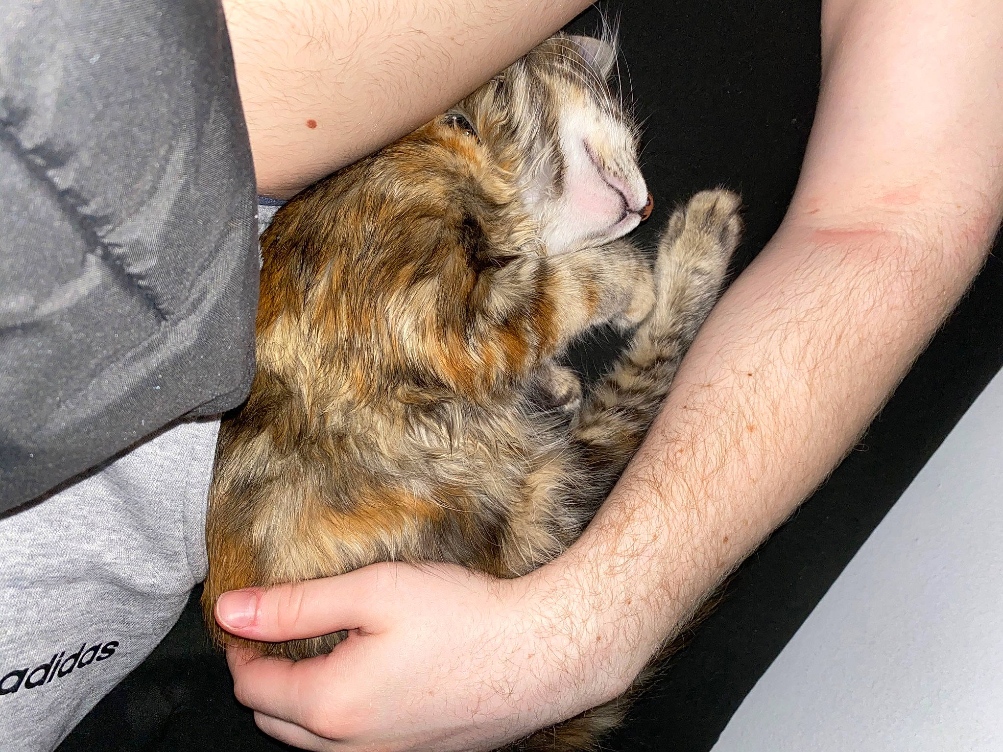 Tula is registered to the contest to win money with this photo: arm, carnivore, cat, claw, degu, domestic_short_haired_cat, ear, european_shorthair, felidae, fur, gesture, hand, kitten, leg, norwegian_forest_cat, paw, skin, small_to_medium_sized_cats, tabby_cat, whiskers